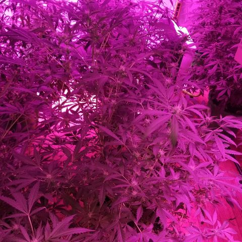 Bitchen Camaro  growlog timeline photo
