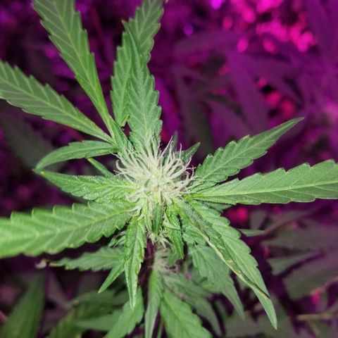 Bitchen Camaro  growlog timeline photo