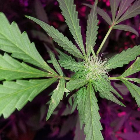 Bitchen Camaro  growlog timeline photo