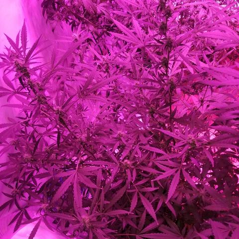 White widow  #1 growlog timeline photo
