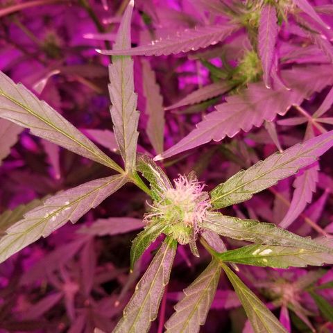 White widow  #1 growlog timeline photo