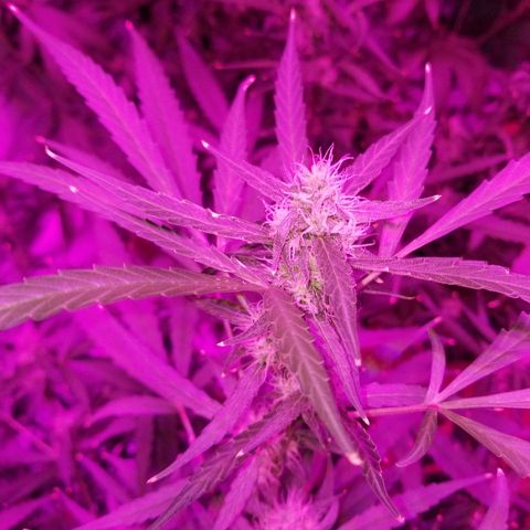 White widow  #1 growlog timeline photo