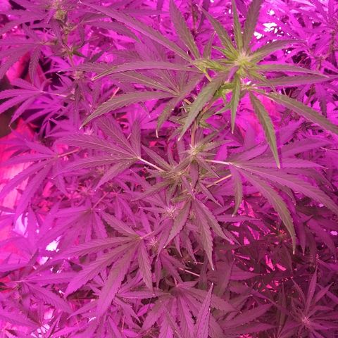 Bubblegum breath  #1 growlog timeline photo