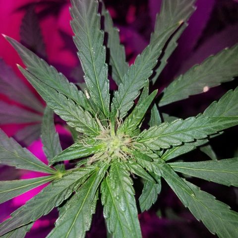 Bubblegum breath  #1 growlog timeline photo