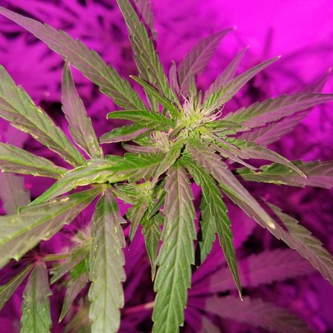 Bubblegum breath  #1 growlog timeline photo