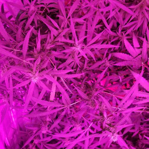Bubblegum breath  #2 growlog timeline photo