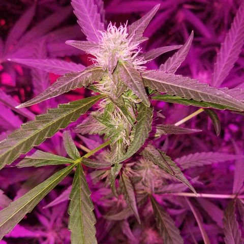 Bubblegum breath  #2 growlog timeline photo