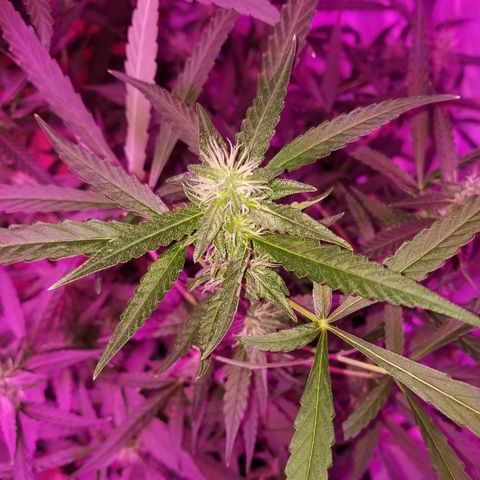 Bubblegum breath  #2 growlog timeline photo