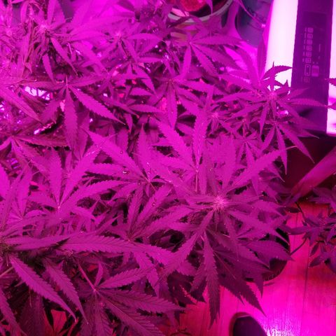 Bam Bam #3 growlog timeline photo