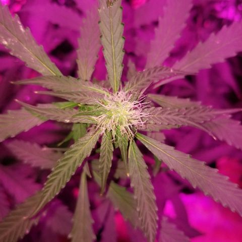 Bam Bam #3 growlog timeline photo