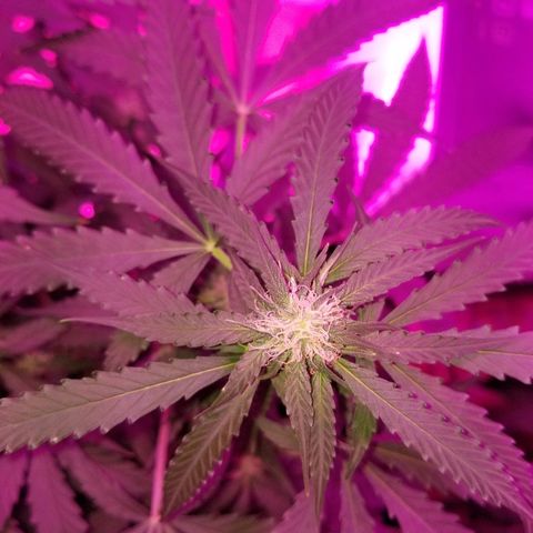 Bam Bam #3 growlog timeline photo