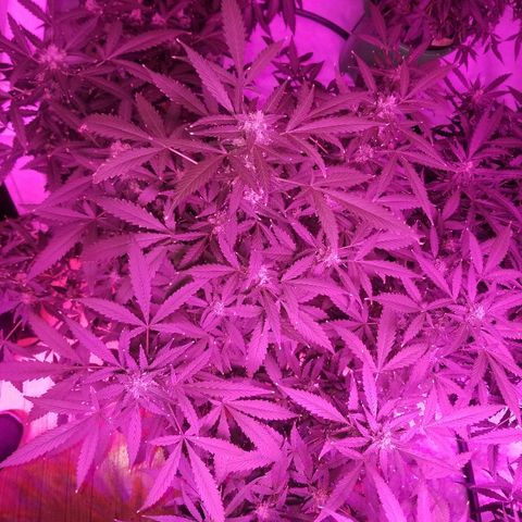 Kracken #1 growlog timeline photo