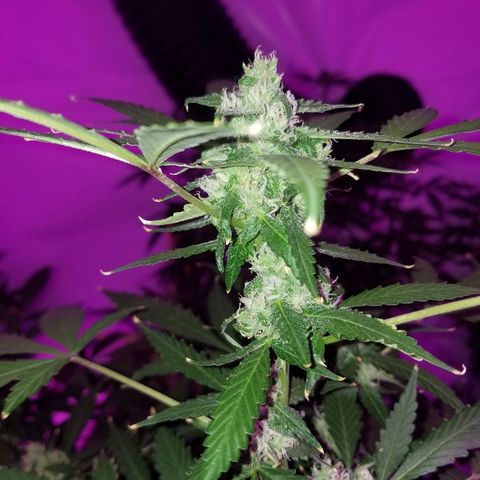 Kracken #1 growlog timeline photo