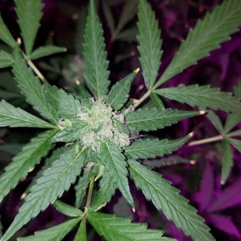 Kracken #1 growlog timeline photo