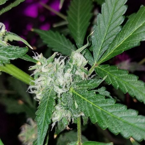 Kracken #1 growlog timeline photo