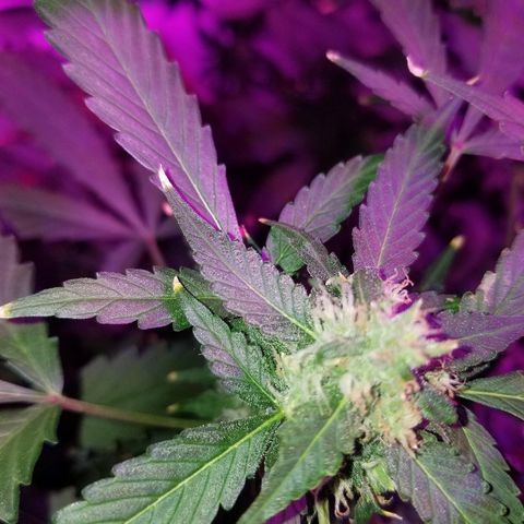 Kracken #1 growlog timeline photo