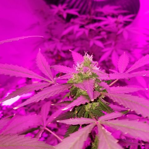 Kracken #1 growlog timeline photo