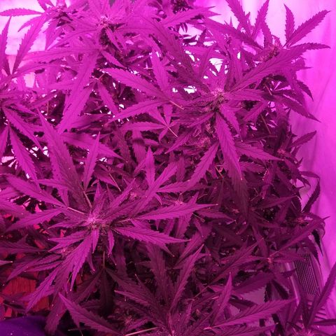Kracken #2 growlog timeline photo