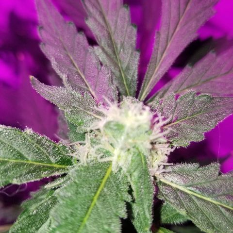 Kracken #2 growlog timeline photo
