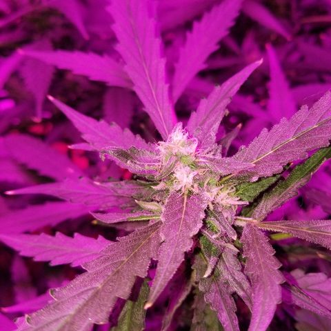 Kracken #2 growlog timeline photo