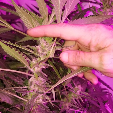 Kracken #2 growlog timeline photo