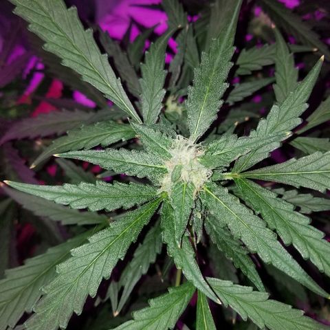 Kracken #2 growlog timeline photo