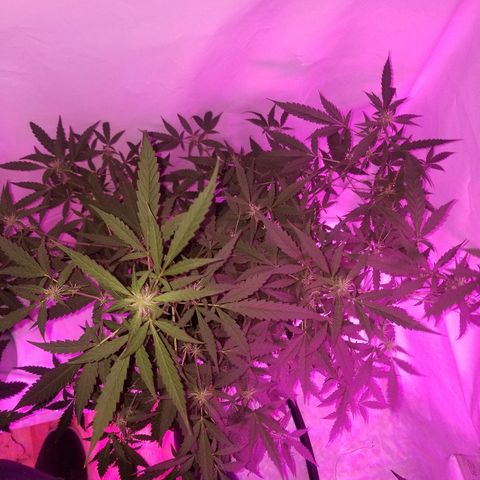 Do Si Dos Auto growlog timeline photo
