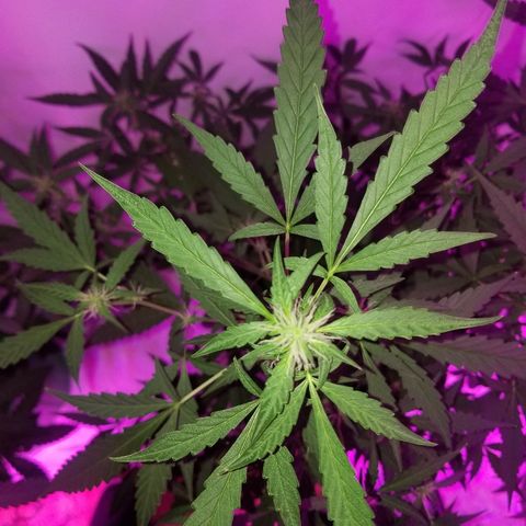 Do Si Dos Auto growlog timeline photo