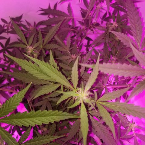 Do Si Dos Auto growlog timeline photo