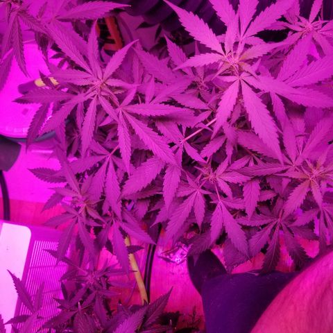 G14 #1 growlog timeline photo