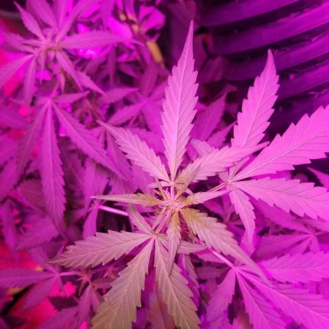 G14 #1 growlog timeline photo