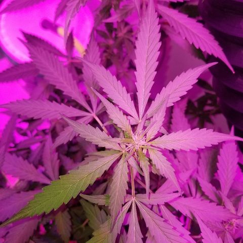 G14 #1 growlog timeline photo