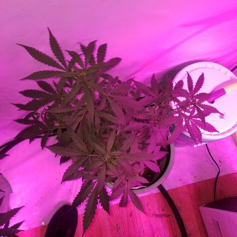 Bam Bam #2 growlog timeline photo