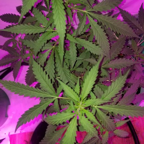 Bam Bam #2 growlog timeline photo