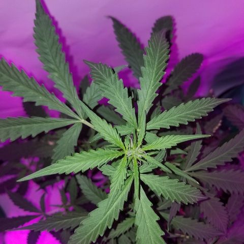 Bam Bam #2 growlog timeline photo