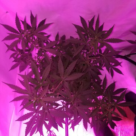 Bam Bam #1 growlog timeline photo