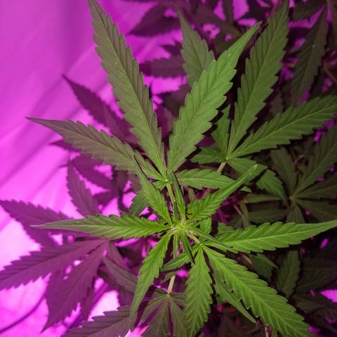 Bam Bam #1 growlog timeline photo