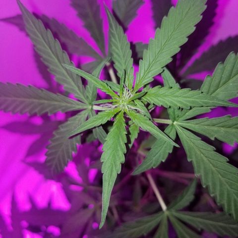 Bam Bam #1 growlog timeline photo