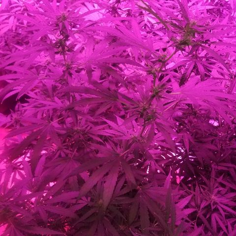 Bubblegum breath  #1 growlog timeline photo