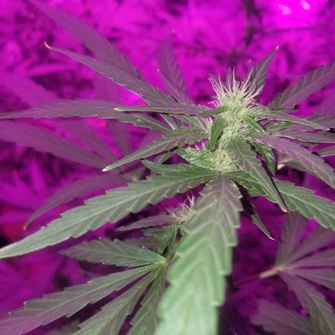 Bubblegum breath  #1 growlog timeline photo