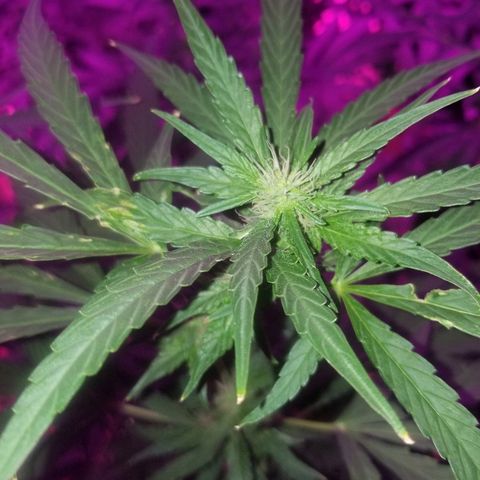 Bubblegum breath  #1 growlog timeline photo