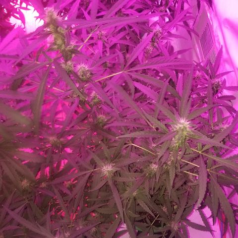 Bubblegum breath  #2 growlog timeline photo