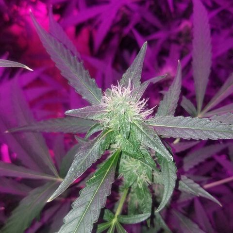 Bubblegum breath  #2 growlog timeline photo