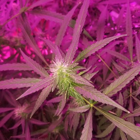Bubblegum breath  #2 growlog timeline photo