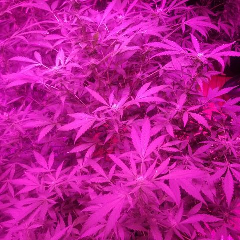 Bitchen Camaro  growlog timeline photo