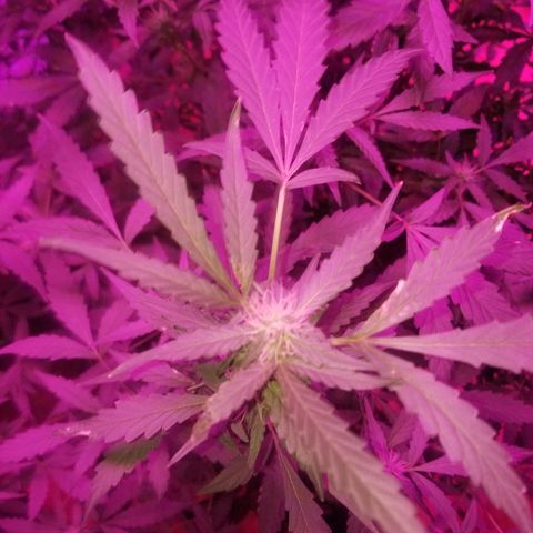 Bitchen Camaro  growlog timeline photo
