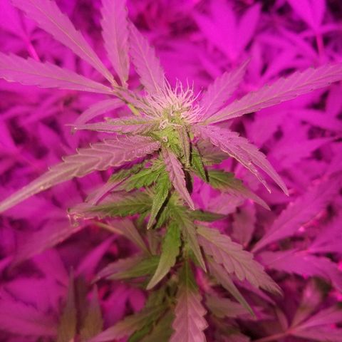 Bitchen Camaro  growlog timeline photo