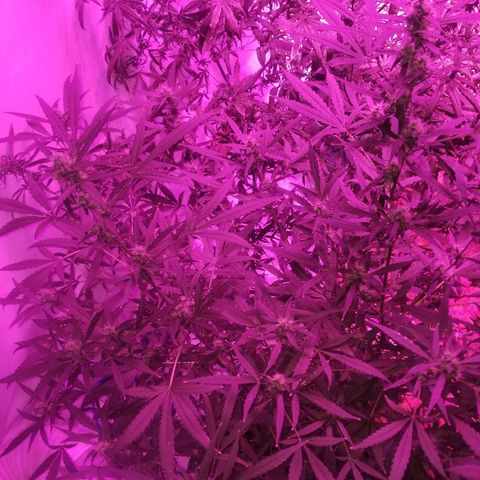 White widow  #1 growlog timeline photo