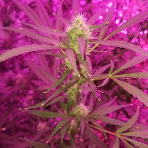 White widow  #1 growlog timeline photo