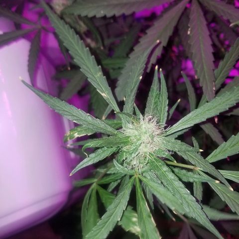 White widow  #1 growlog timeline photo
